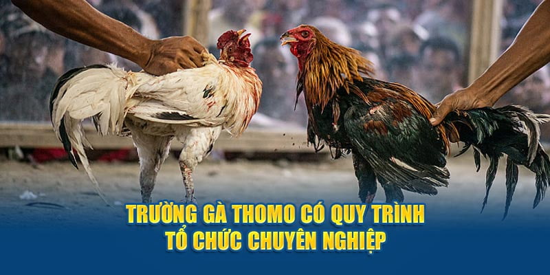 Quy trình tổ chức của các giải đá gà Thomo được tiến hành vô cùng chuyên nghiệp và bài bản