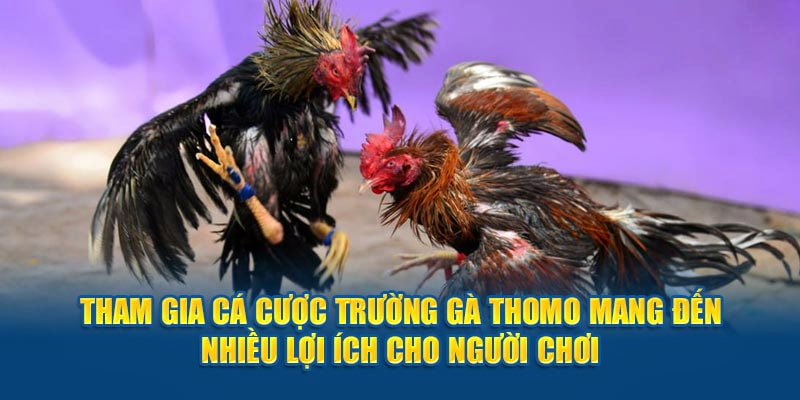 Trải nghiệm đá gà Thomo là một sự lựa chọn tuyệt vời mà anh em nên cân nhắc